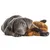 Produktbild 3 för Snuggle Puppy Startkit för valp