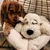 Produktbild 4 för Snuggle Puppy Hundleksak hund med hjärta guld