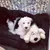 Produktbild 8 för Snuggle Puppy Hundleksak hund med hjärta guld