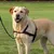 Produktbild 2 för TRIXIE Hundsele Lead'n'Walk Soft storlek S-M 45-70 cm svart 13055