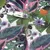 Produktbild 4 för DUTCH WALLCOVERINGS Tapet Passion Flower vit och grön