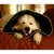 Produktbild 5 för All Four Paws Hundkrage Comfy Cone XL 30 cm svart