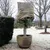 Produktbild 5 för Nature Frostskydd för växter jute 230 g/m² naturfärg 0,75x1 m