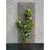 Produktbild 3 för Nature Trädgårdsspaljé 60x180 cm naturlig pil brun