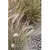 Produktbild 5 för Emerald Konstgjord växt pennisetum grön 71 cm 418155 