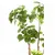 Produktbild 2 för Emerald Konstgjord växt Polyscias träd 135 cm 420292