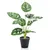 Produktbild 2 för Emerald Konstväxt monstera Monkey Bush i kruka 43 cm