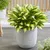 Produktbild 11 för Capi Blomkruka Nature Row 43x41 cm elfenben KRWI933