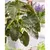 Produktbild 9 för Capi Blomkruka Nature Row 43x41 cm elfenben KRWI933