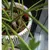 Produktbild 3 för Capi Blomkruka Groove 43x41 cm elfenbensvit