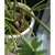 Produktbild 7 för Capi Kruka Groove 34x46 cm elfenbensfärgad