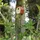 Capi Fågelholk Hive 2 19x23x20 cm ovalt hål brun