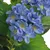 Produktbild 2 för Konstväxt Hortensia med kruka 60 cm blå