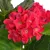 Produktbild 2 för Konstväxt Hortensia med kruka 60 cm röd