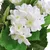 Produktbild 2 för Konstväxt Hortensia med kruka 60 cm vit