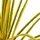 Konstväxt Dracaena med kruka 125 cm gul