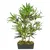 Produktbild 2 för Konstväxt bambu 368 blad 80 cm grön