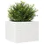 Produktbild 4 för Odlingslåda vit 60x60x45,5 cm massiv furu