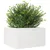 Produktbild 4 för Odlingslåda vit 80x80x45,5 cm massiv furu