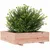 Produktbild 4 för Odlingslåda 90x90x26,5 cm massivt douglasträ