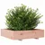 Produktbild 4 för Odlingslåda 100x100x26,5 cm massivt douglasträ