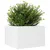 Produktbild 4 för Odlingslåda vit 70x70x46 cm massiv furu